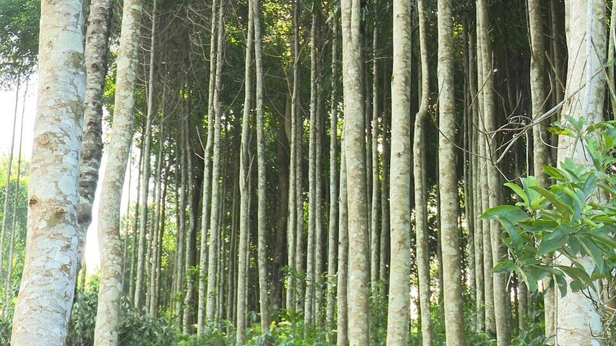 Rừng gỗ mỡ của gia đình anh Quản Trọng Quỳnh đang sinh trưởng, phát triển tốt và mang lại giá trị kinh tế cao. Rừng gỗ mỡ của gia đình anh Quản Trọng Quỳnh đang sinh trưởng, phát triển tốt và mang lại giá trị kinh tế cao.