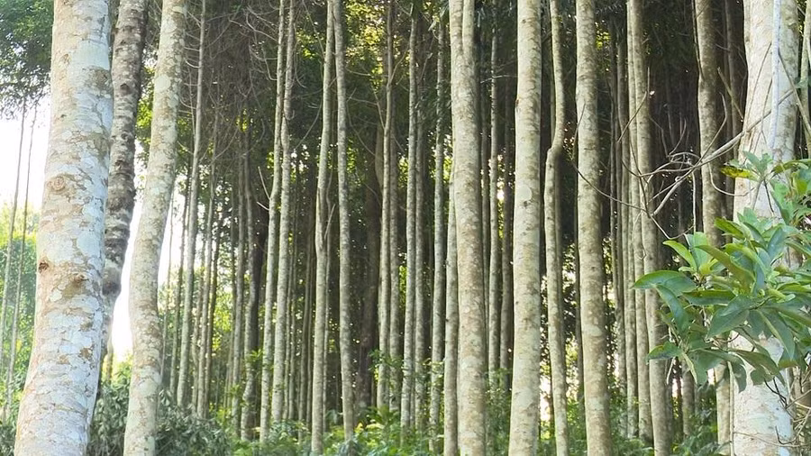 Rừng gỗ mỡ của gia đình anh Quản Trọng Quỳnh đang sinh trưởng, phát triển tốt và mang lại giá trị kinh tế cao.