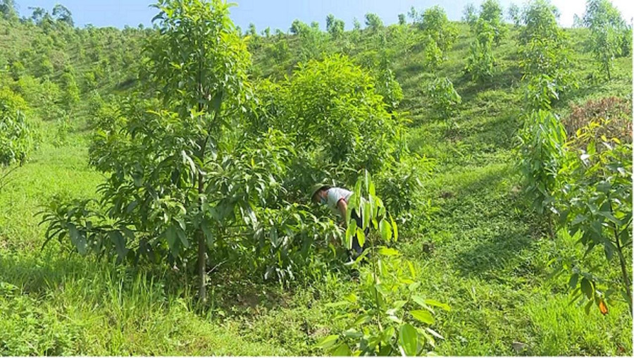 Anh Quản Trọng Quỳnh, xã Bình Trung, huyện Chợ Đồn đang chăm sóc cây quế trong rừng sản xuất. Anh Quản Trọng Quỳnh, xã Bình Trung, huyện Chợ Đồn đang chăm sóc cây quế trong rừng sản xuất.