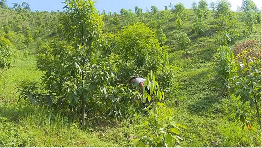 Anh Quản Trọng Quỳnh, xã Bình Trung, huyện Chợ Đồn đang chăm sóc cây quế trong rừng sản xuất.