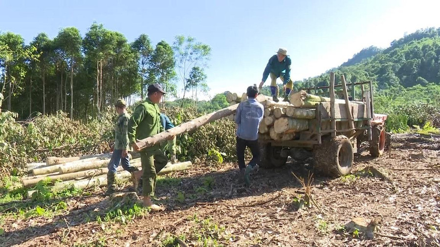 Thu hoạch gỗ trong rừng sản xuất của người dân huyện Chợ Đồn, tỉnh Bắc Kạn. Thu hoạch gỗ trong rừng sản xuất của người dân huyện Chợ Đồn, tỉnh Bắc Kạn.