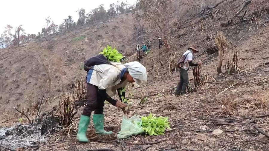 Đồng bào dân tộc Tày tích cực trồng mới rừng sản xuất. Đồng bào dân tộc Tày tích cực trồng mới rừng sản xuất.