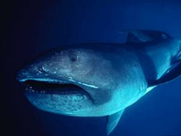 Lý do khiến người ta luôn thích xem những câu chuyện về thủy quái ảnh 8 150909fish08-530c5