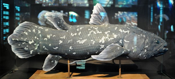 Lý do khiến người ta luôn thích xem những câu chuyện về thủy quái ảnh 7 150910fish06-31ea4