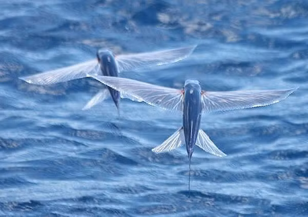 21 loài “thủy quái” kỳ dị nhất thế giới ảnh 1