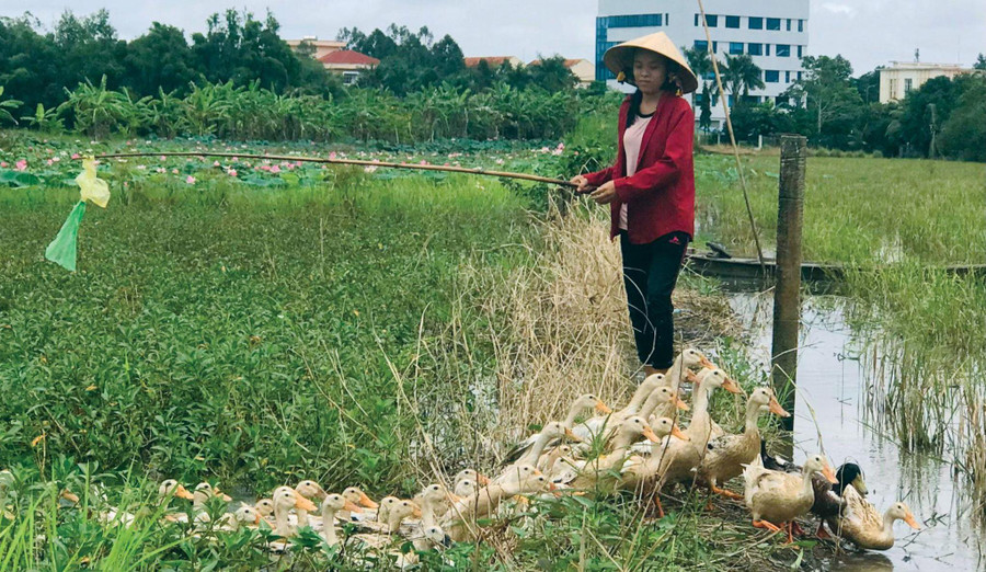 Ngoài giờ học, Thảo phụ cha mẹ chăn vịt ngoài đồng. Ngoài giờ học, Thảo phụ cha mẹ chăn vịt ngoài đồng.