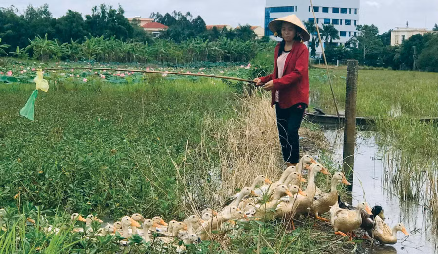 Ngoài giờ học, Thảo phụ cha mẹ chăn vịt ngoài đồng.