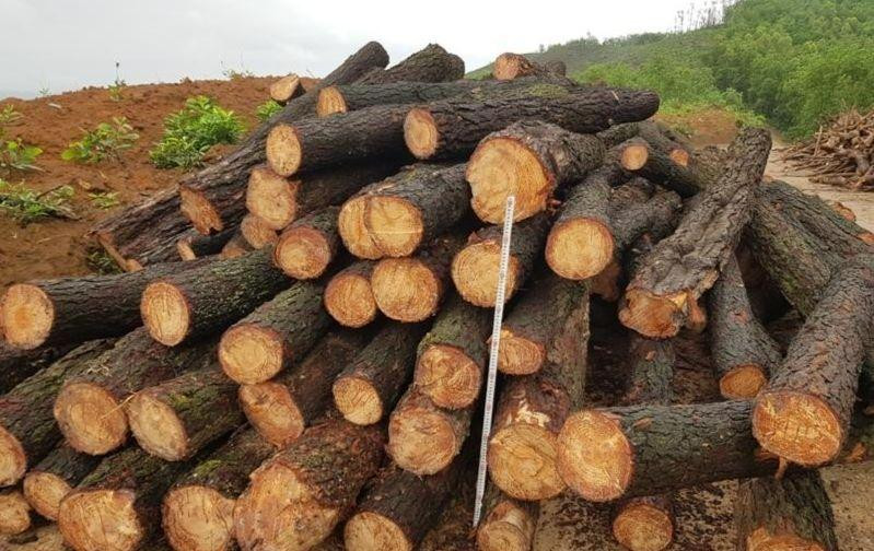 Hình ảnh minh họa việc chặt phá rừng bừa bãi, khai thác gỗ trái phép. Hình ảnh minh họa việc chặt phá rừng bừa bãi, khai thác gỗ trái phép.
