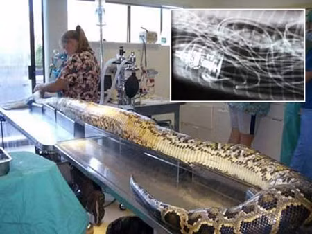 Cai ket dau don cua nhung vu mang xa tham an