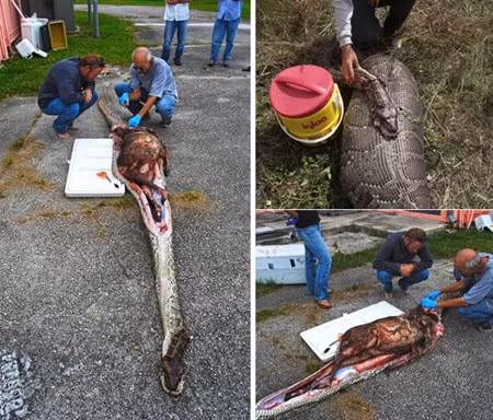 Cai ket dau don cua nhung vu mang xa tham an