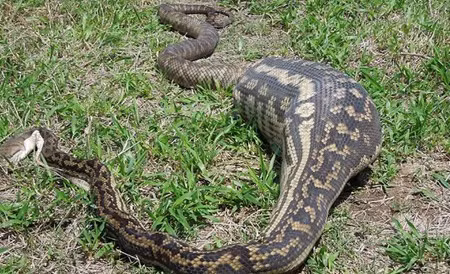 Cai ket dau don cua nhung vu mang xa tham an