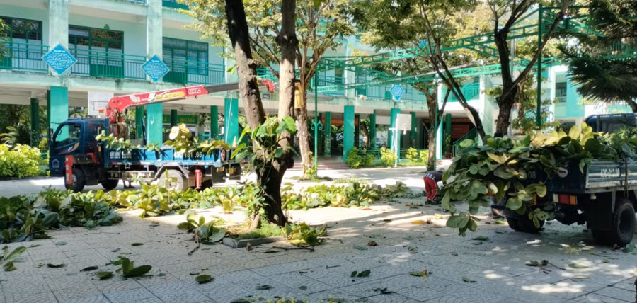 Trường Tiểu học Núi Thành (quận Hải châu, TP Đà Nẵng) cắt tỉa cây xanh trước khi bước vào năm học mới.