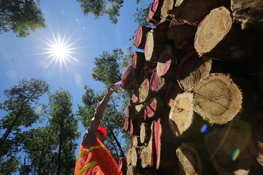 Thúc đẩy hoạt động quản lý rừng trồng bền vững và thương mại gỗ hợp pháp và có trách nhiệm tại Việt Nam