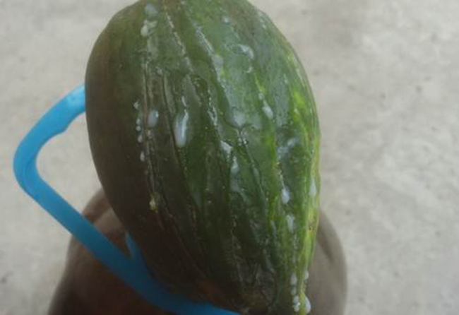 “Diệt gọn” sâu răng bằng bài thuốc dân gian dễ làm ảnh 2