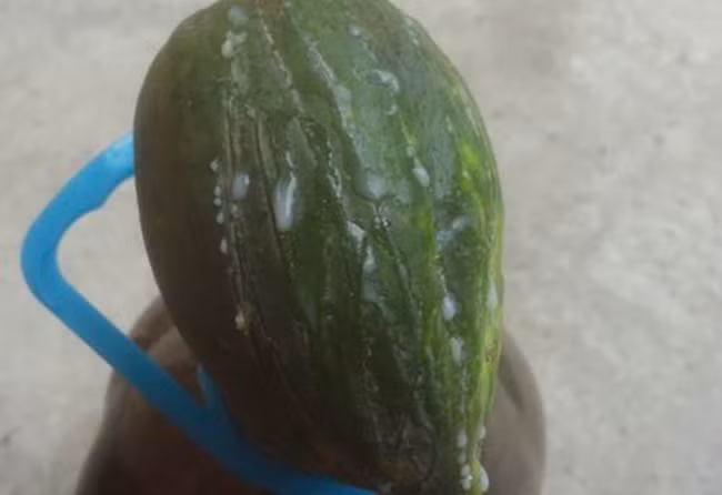 “Diệt gọn” sâu răng bằng bài thuốc dân gian dễ làm ảnh 2