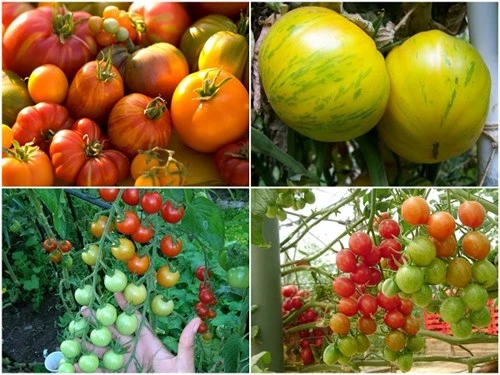 Cà chua ngũ sắc độc lạ hút hàng, có nên mua?