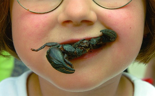 Lễ hội côn trùng (Mỹ): Lễ hội Bugfest thu hút hơn 25.000 du khách đế với Bảo tàng Khoa học Bắc Carolina. Du khách sẽ có cơ hội chiêm ngưỡng những bộ sưu tập tuyệt vời và thưởng thức các món làm từ côn trùng.