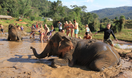 Sang Thái chăn voi - Ảnh 2 Sang Thai chan voi - Anh 2