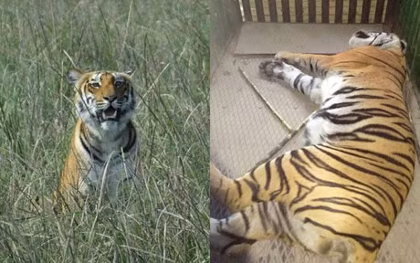 Ho du tron khoi khu bao ton, can chet 6 nguoi gay nao loan - Anh 3