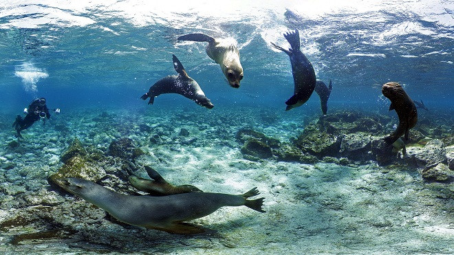 Chiêm ngưỡng vẻ đẹp của các rạn san hô ảnh 7