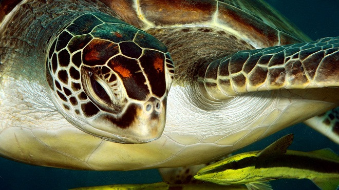 Chiêm ngưỡng vẻ đẹp của các rạn san hô ảnh 11