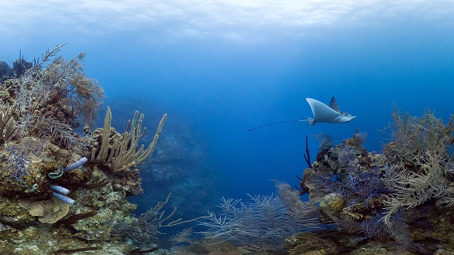 Chiêm ngưỡng vẻ đẹp của các rạn san hô ảnh 3