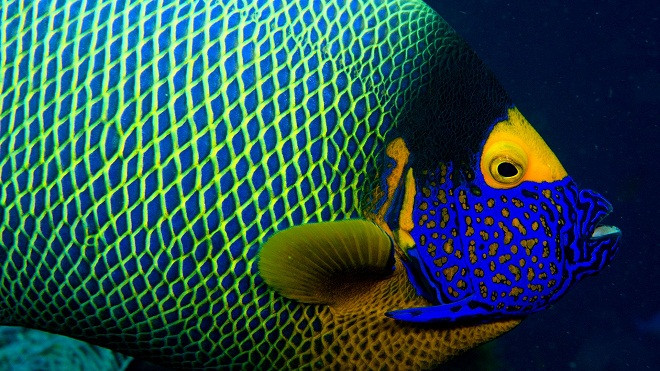 Chiêm ngưỡng vẻ đẹp của các rạn san hô ảnh 15