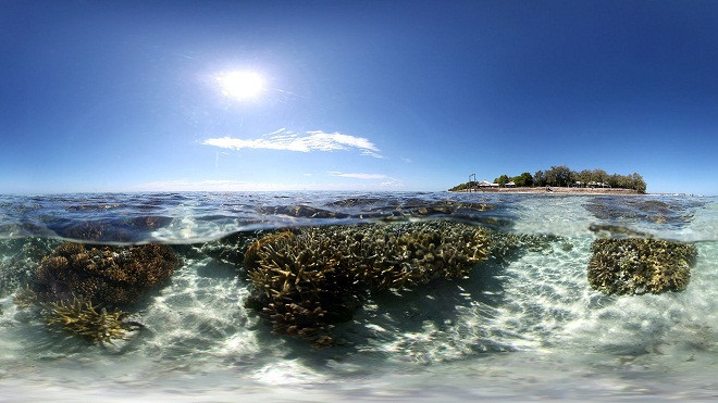 Chiêm ngưỡng vẻ đẹp của các rạn san hô ảnh 17