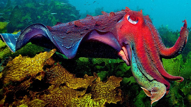 Chiêm ngưỡng vẻ đẹp của các rạn san hô ảnh 10