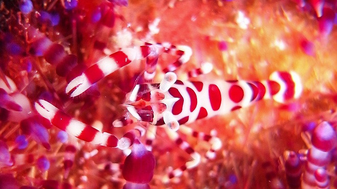 Chiêm ngưỡng vẻ đẹp của các rạn san hô ảnh 12