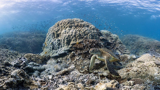 Chiêm ngưỡng vẻ đẹp của các rạn san hô ảnh 5