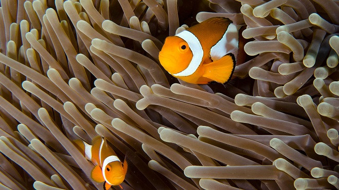 Chiêm ngưỡng vẻ đẹp của các rạn san hô ảnh 14