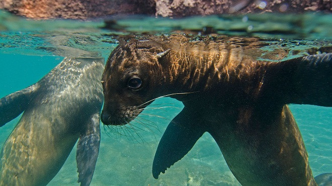 Chiêm ngưỡng vẻ đẹp của các rạn san hô ảnh 13