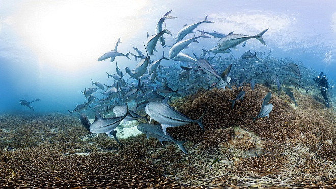 Chiêm ngưỡng vẻ đẹp của các rạn san hô ảnh 6