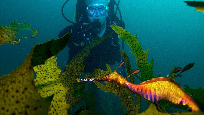 Chiêm ngưỡng vẻ đẹp của các rạn san hô ảnh 9