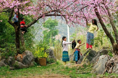 9 con đường hoa đẹp nhất Việt Nam, say lòng giới trẻ - Hình 4 9 con duong hoa dep nhát Vịet Nam, say long gioi tre-Hinh-4