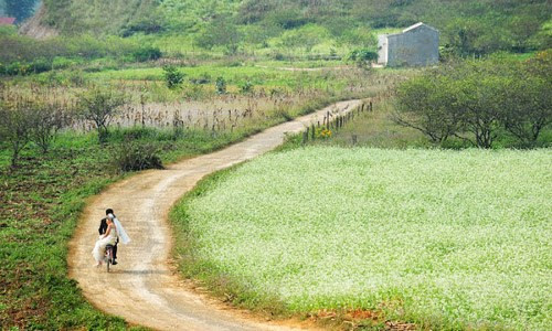 9 con đường hoa đẹp nhất Việt Nam, say lòng giới trẻ - Hình 6 9 con duong hoa dep nhát Vịet Nam, say long gioi tre-Hinh-6