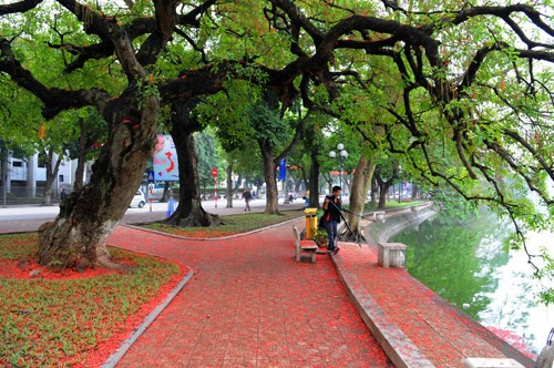 9 con đường hoa đẹp nhất Việt Nam, say lòng giới trẻ - Hình 9 9 con duong hoa dep nhát Vịet Nam, say long gioi tre-Hinh-9