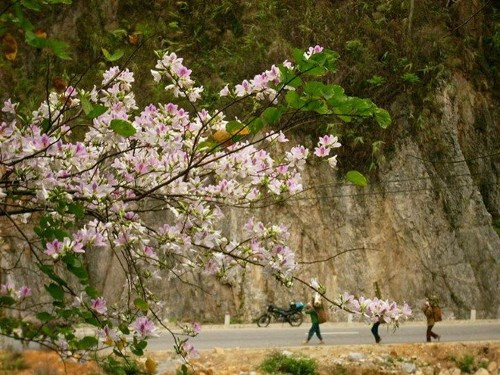9 con đường hoa đẹp nhất Việt Nam, say lòng giới trẻ - Hình 5 9 con duong hoa dep nhát Vịet Nam, say long gioi tre-Hinh-5