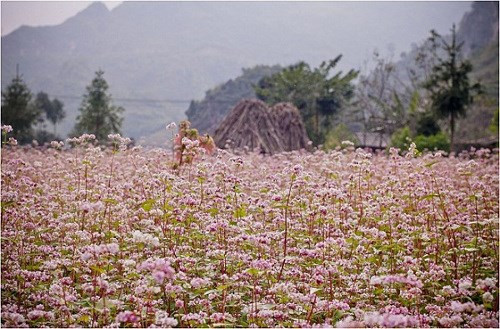 9 con đường hoa đẹp nhất Việt Nam, say lòng giới trẻ - Hình 3 9 con duong hoa dep nhát Vịet Nam, say long gioi tre-Hinh-3