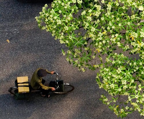 9 con đường hoa đẹp nhất Việt Nam, say lòng giới trẻ - Hình 2 9 con duong hoa dep nhát Vịet Nam, say long gioi tre-Hinh-2