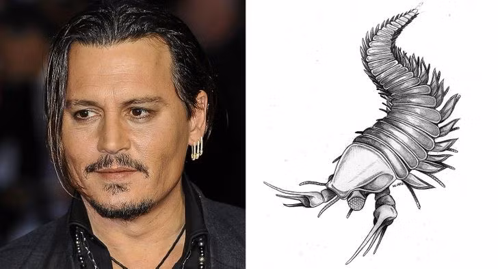 Điều gì giúp Johnny Depp trở thành viên ngọc quý của Hollywood? ảnh 7