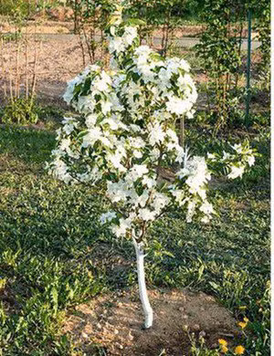 5 loại cây ăn quả trồng từ hạt siêu dễ, ai cũng nên trồng 1 cây trong nhà - Ảnh 5.