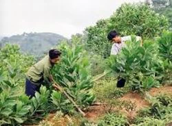 Hỗ trợ gạo cho công tác bảo vệ rừng 