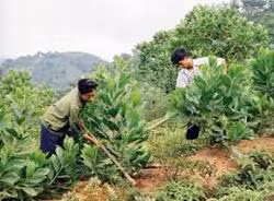 Hỗ trợ gạo cho công tác bảo vệ rừng 
