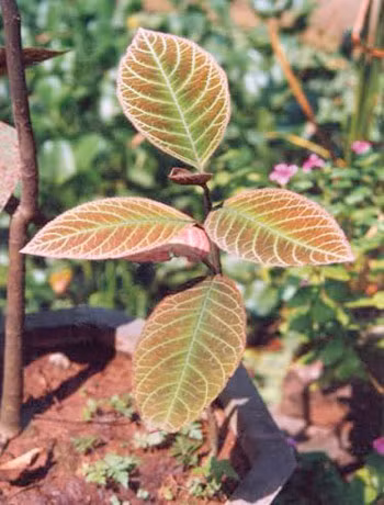 Lá khôi tía – Dược thảo quý cho người bệnh dạ dày