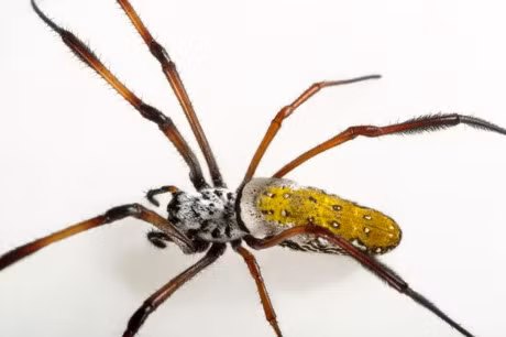 Khong dam ve nha vi mua nham chuoi chua nhen doc - Anh 1