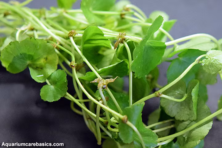 Tác dụng chữa bệnh ít người biết của rau má