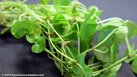 Tac dung chua benh it nguoi biet cua rau ma - Anh 1