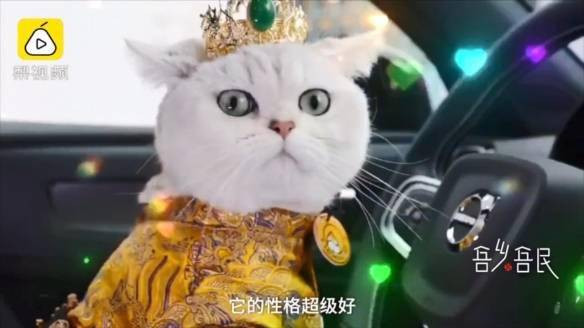 Mỗi lần xuất hiện, chú mèo giúp chủ nhân đút túi cả nghìn đô ảnh 1 Mỗi lần xuất hiện, chú mèo giúp chủ nhân đút túi cả nghìn đô ảnh 1